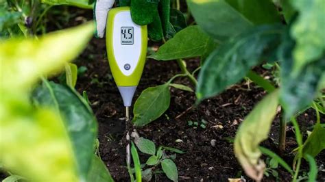 zz plant moisture meter number|how much water for zz plant.